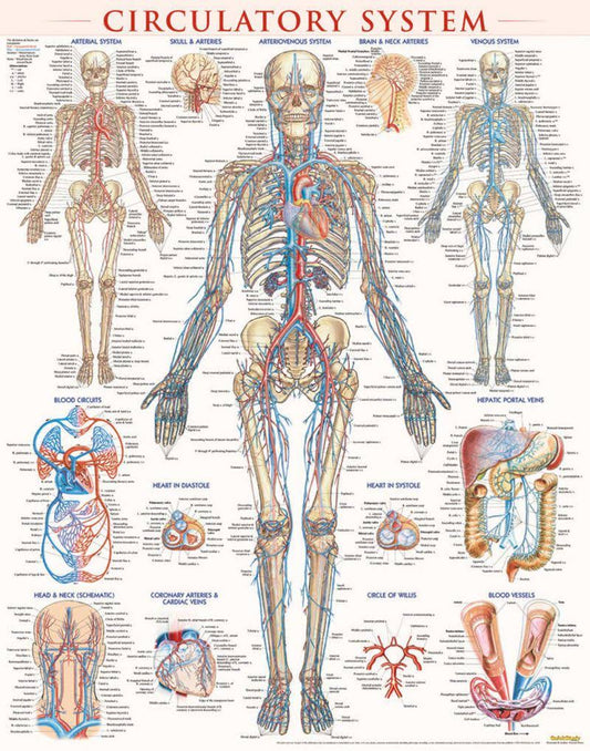 BarCharts 9781423224174 Circulatory System