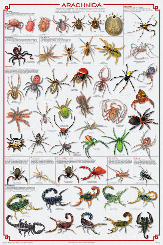 Laminated Arachnida Spiders Educational Science Chart Poster