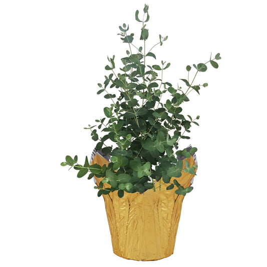 The Three Company Live Aromatic and Healthy Herb - Eucalyptus, Improves Air Quality, Wrapped in Deco Cover, 14 Tall by 6 Wide in 1.25 Quart Pot