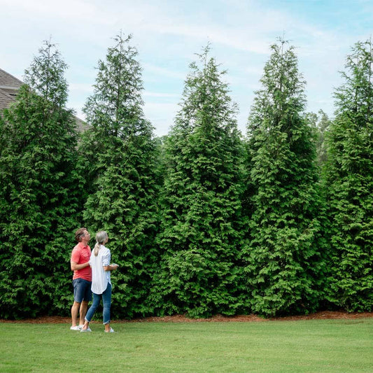 Thuja Green Giant Arborvitae, 1-2 ft- The Fastest Growing Privacy Evergreen Tree, Zone 5-8