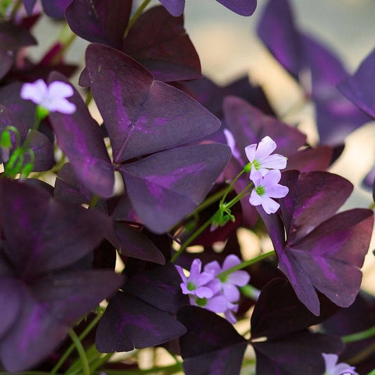 Oxalis Triangularis (Purple Shamrock)