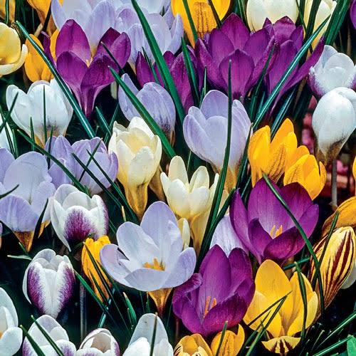 Species Crocus Mix Bag of 100 Wholesale Bulbs Crocus Zone 4-9