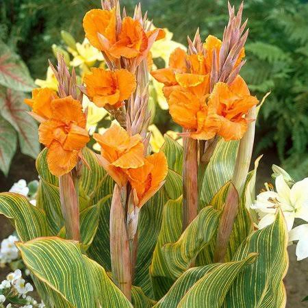 Eden Brothers Canna Lily Bulbs Pretoria