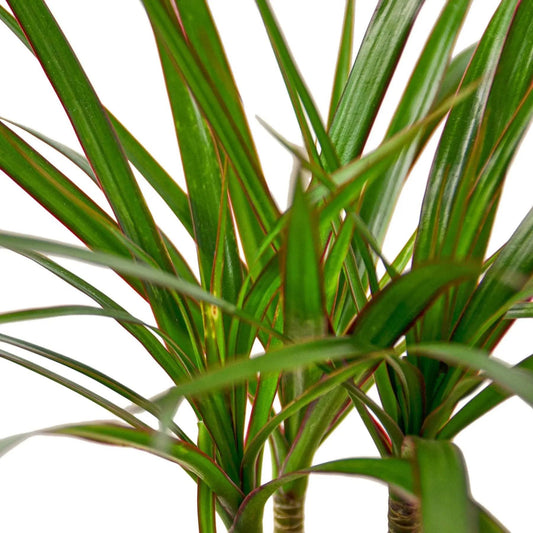 Dracaena Marginata Cane - HouseplantExperience.com 4 Pot