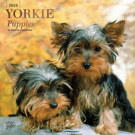 StarGifts 2023 Square Wall Calendar Yorkshire Terrier Puppies