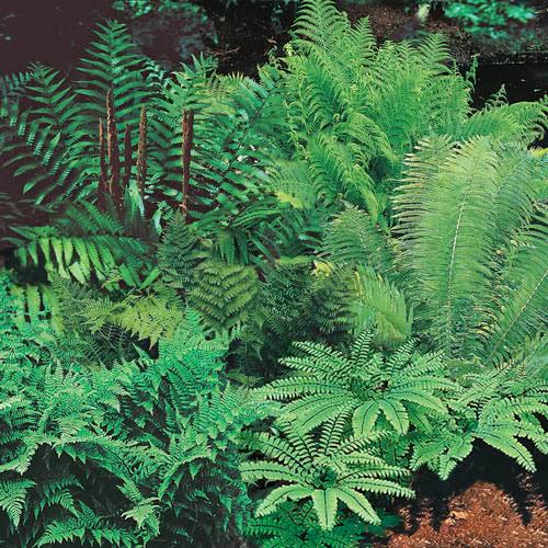 Native Woodland Fern Mix Bag of 10 Wholesale Bare Roots Fern