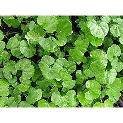 Seeds2Go Dichondra Repens Grass Seeds - 1 Pound