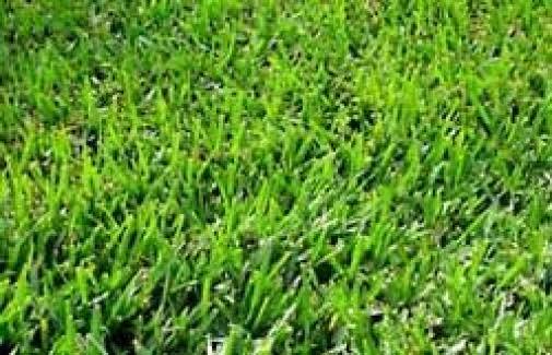 Bermuda Grass Seed Common Raw Unhulled - 5 lbs.