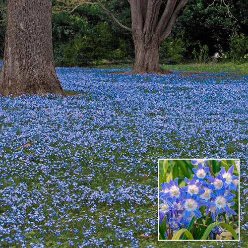 Early Snow Glories Blue Chionodoxa forbesii