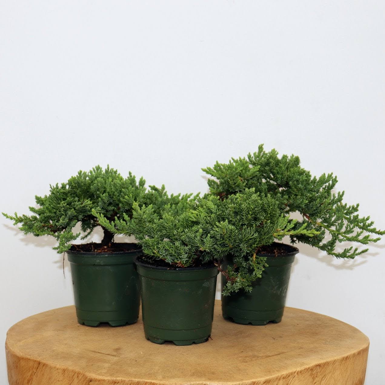 Small Windswept Juniper Pre-Bonsai 3-Pack (Outdoor)