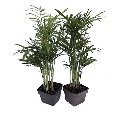 9GreenBox Victorian Parlor Palm 2 Plants - Chamaedorea - Indestructable - 3 Pots